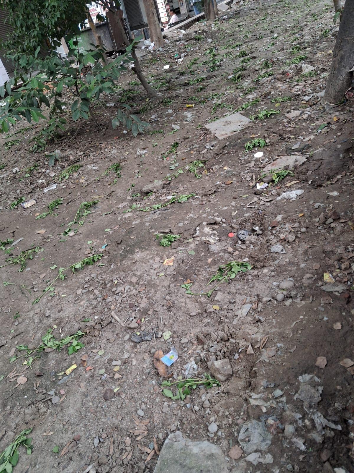 देश की पत्रिका की खबर का असर: प्रीत विहार पार्क से हटा गंदगी का अंबार, MCD ने लगाए पेड़-पौधे